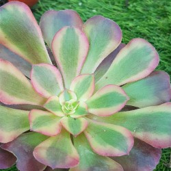 Aeonium '' medusa " μία ροζέτα  8,5