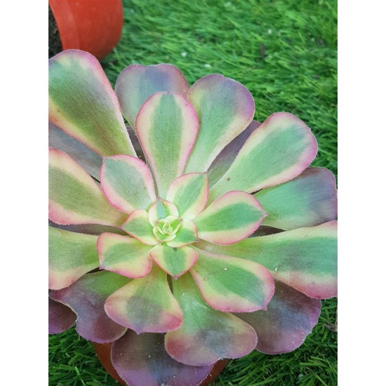 Aeonium '' medusa " μία ροζέτα  8,5