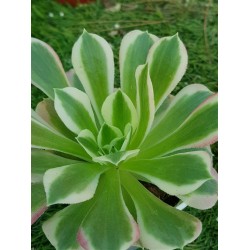 Aeonium white phoenix 8,5