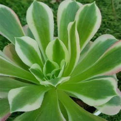 Aeonium white phoenix 8,5
