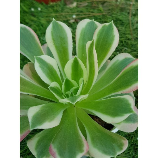 Aeonium white phoenix 8,5