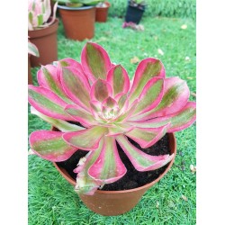 Aeonium " pink witch" 11,5
