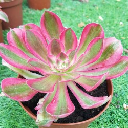 Aeonium " pink witch" 11,5