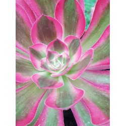 Aeonium " pink witch" 11,5