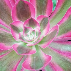 Aeonium " pink witch" 11,5