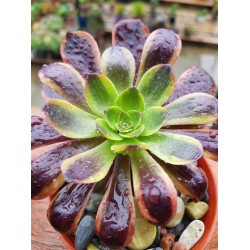 Aeonium 'Super Bang'  (ένα κεφάλι) 8,5