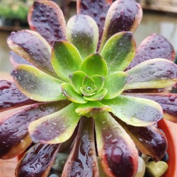 Aeonium 'Super Bang'  (ένα κεφάλι) 8,5