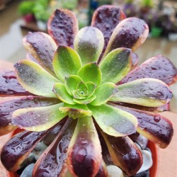 Aeonium 'Super Bang'  (ένα κεφάλι) 8,5
