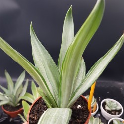 Agave desmetiana "silver star " 12