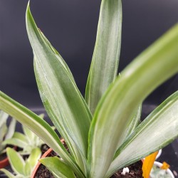 Agave desmetiana "silver star " 12