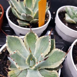 Agave potatorum " kissho kan " 12