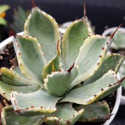 Agave potatorum " kissho kan " 12