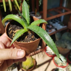 Agave decipiens - False Sisal - Florida Agave Succulent