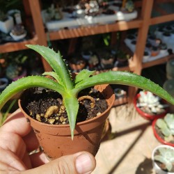 Agave decipiens - False Sisal - Florida Agave Succulent
