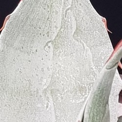 Agave " passarana " 10