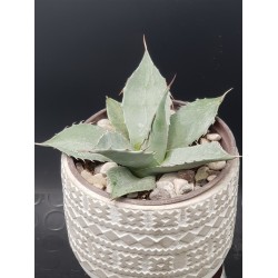 Agave " passarana " 10