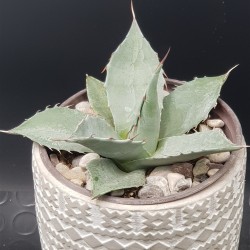 Agave " passarana " 10