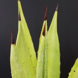 Agave decipiens 18