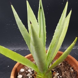 Agave decipiens 18