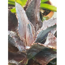 Mangave  "Night Owl "  22