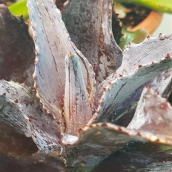 Mangave  "Night Owl "  22