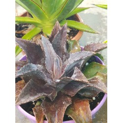 Mangave  "Night Owl "  22