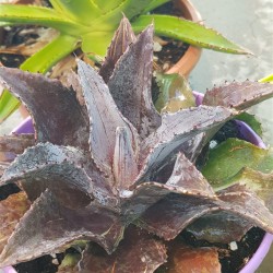 Mangave  "Night Owl "  22