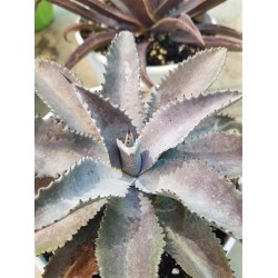 Mangave " Silver Fox " 22