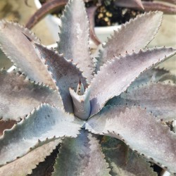 Mangave " Silver Fox " 22