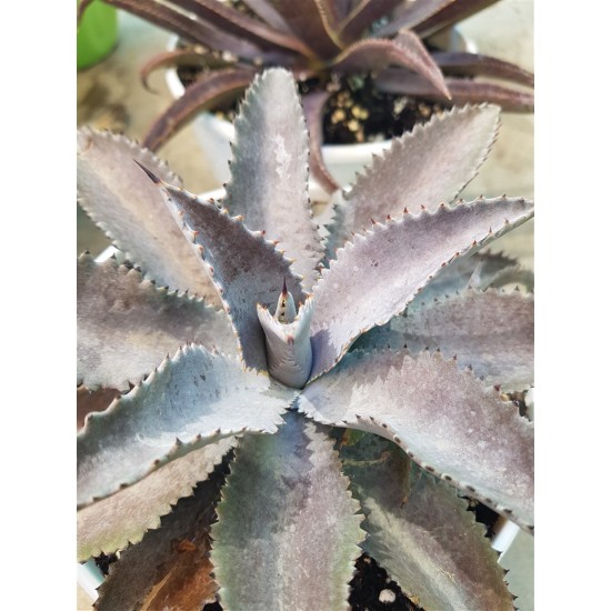 Mangave " Silver Fox " 22