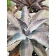 Mangave " Silver Fox " 22
