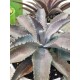 Mangave " Silver Fox " 22