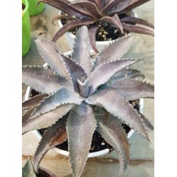 Mangave " Silver Fox " 22