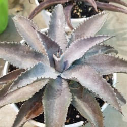 Mangave " Silver Fox " 22