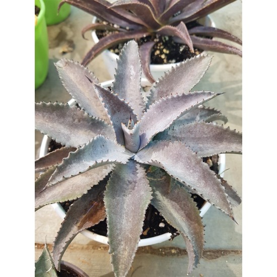 Mangave " Silver Fox " 22