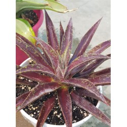 Mangave 'Blazing Saddles' 22