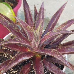 Mangave 'Blazing Saddles' 22