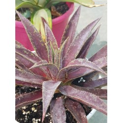 Mangave 'Blazing Saddles' 22