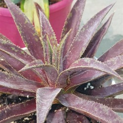 Mangave 'Blazing Saddles' 22