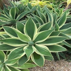 Agave attenuata "ray of light "  12