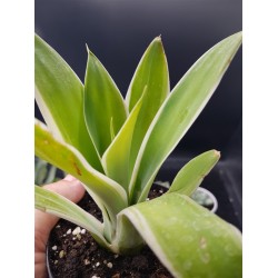 Agave attenuata "ray of light "  12