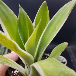 Agave attenuata "ray of light "  12