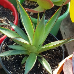 Agave attenuata " Shaka zulu " 22