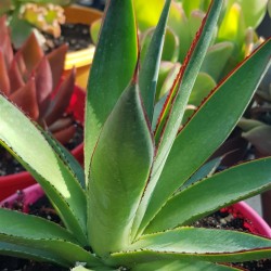 Agave attenuata " Shaka zulu " 22