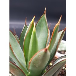 Agave " burnt burgundy " 12 