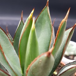 Agave " burnt burgundy " 12 