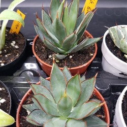 Agave " burnt burgundy " 12 