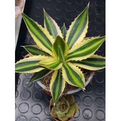 Agave " quadricolor " 22