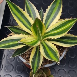 Agave " quadricolor " 22