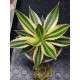 Agave " quadricolor " 22